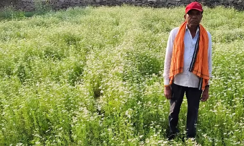 धनिया की खेती से किसान की बढ़ी आय धनिया की खेती से किसान की बढ़ी आय