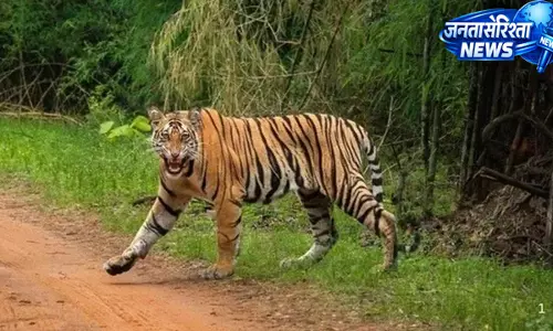 Shyampur रेंज में बाघ शावकों के शिकार मामले की जांच तेज
