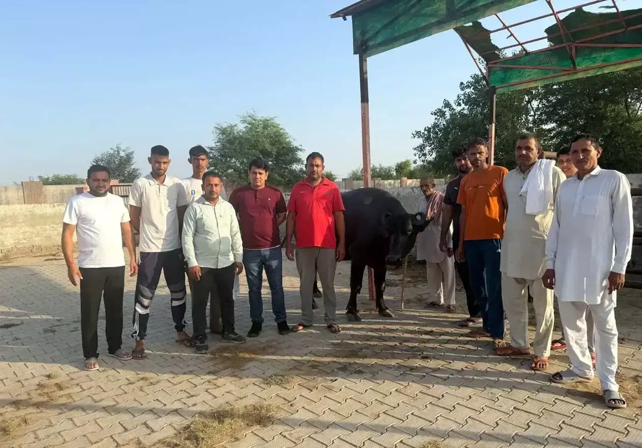 Hisar: दूध उत्पादन प्रतियोगिता में रचित श्योराण की भैंस बनी विजेता
