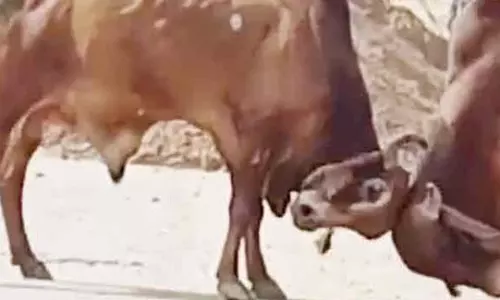 सांड़ों का आतंक, नर्स और मजदूर की मौत सांड़ों का आतंक, नर्स और मजदूर की मौत