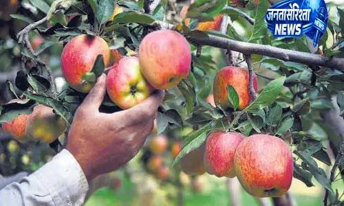 Himachal में ओलावृष्टि से सेब फसल को बड़ा नुकसान