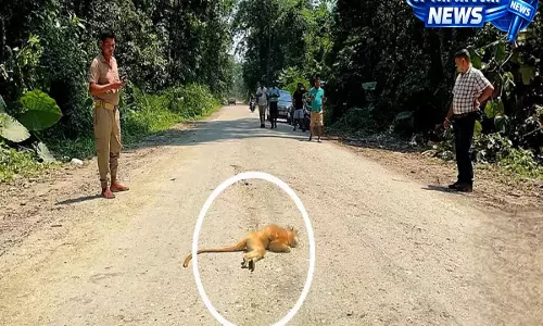 वन्यजीव सुरक्षा बनाम विकास: गोल्डन लंगूर की मौत ने सड़क निर्माण को लेकर चिंता बढ़ाई