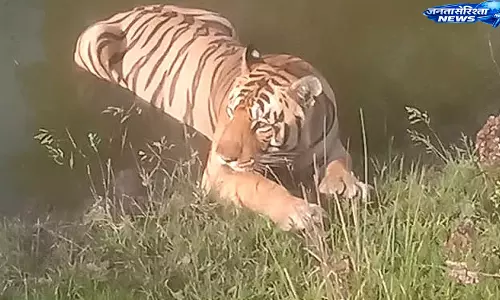 MP : वीरांगना दुर्गावती टाइगर रिज़र्व में बाघ संतुलन पर नई योजना MP : वीरांगना दुर्गावती टाइगर रिज़र्व में बाघ संतुलन पर नई योजना
