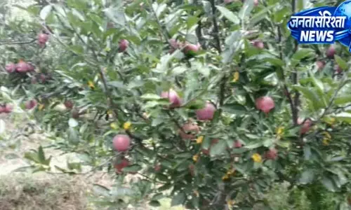 पतलीकूहल में ओले खा गए सेब