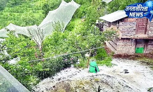 नौहराधार में ओलावृष्टि से बागबानी-फसलों को नुकसान नौहराधार में ओलावृष्टि से बागबानी-फसलों को नुकसान