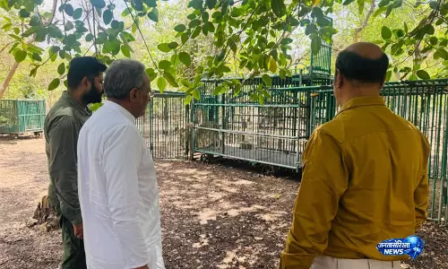 गिर जंगल में एशियाई शेरों की स्वास्थ्य स्थिति का जायजा लेने पहुंचे Gujarat के मंत्री