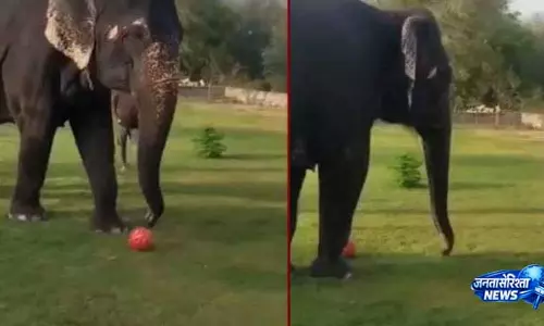 ‘Football Queen’ हथिनी ने शानदार स्किल्स से सबका दिल जीत लिया ‘Football Queen’ हथिनी ने शानदार स्किल्स से सबका दिल जीत लिया