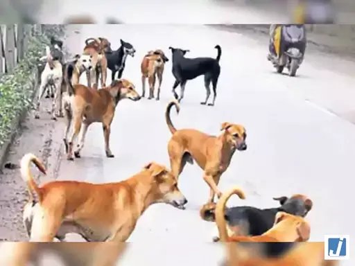 आवारा कुत्तों का आतंक, एक ही दिन में 60 लोगों को बनाया निशाना, लोग डरे आवारा कुत्तों का आतंक, एक ही दिन में 60 लोगों को बनाया निशाना, लोग डरे