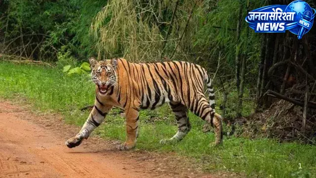 Shyampur रेंज में बाघ शावकों के शिकार मामले की जांच तेज Shyampur रेंज में बाघ शावकों के शिकार मामले की जांच तेज