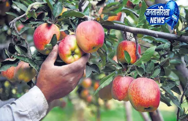 Himachal में ओलावृष्टि से सेब फसल को बड़ा नुकसान Himachal में ओलावृष्टि से सेब फसल को बड़ा नुकसान