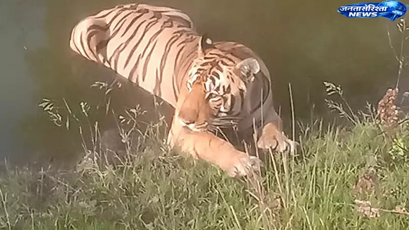 MP : वीरांगना दुर्गावती टाइगर रिज़र्व में बाघ संतुलन पर नई योजना MP : वीरांगना दुर्गावती टाइगर रिज़र्व में बाघ संतुलन पर नई योजना