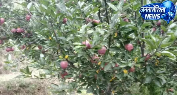 पतलीकूहल में ओले खा गए सेब पतलीकूहल में ओले खा गए सेब