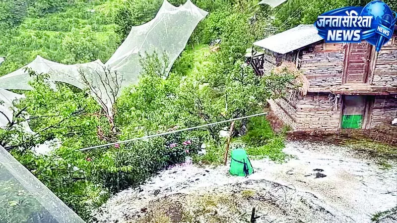 नौहराधार में ओलावृष्टि से बागबानी-फसलों को नुकसान नौहराधार में ओलावृष्टि से बागबानी-फसलों को नुकसान