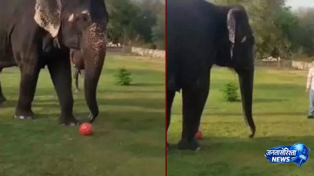 ‘Football Queen’ हथिनी ने शानदार स्किल्स से सबका दिल जीत लिया ‘Football Queen’ हथिनी ने शानदार स्किल्स से सबका दिल जीत लिया