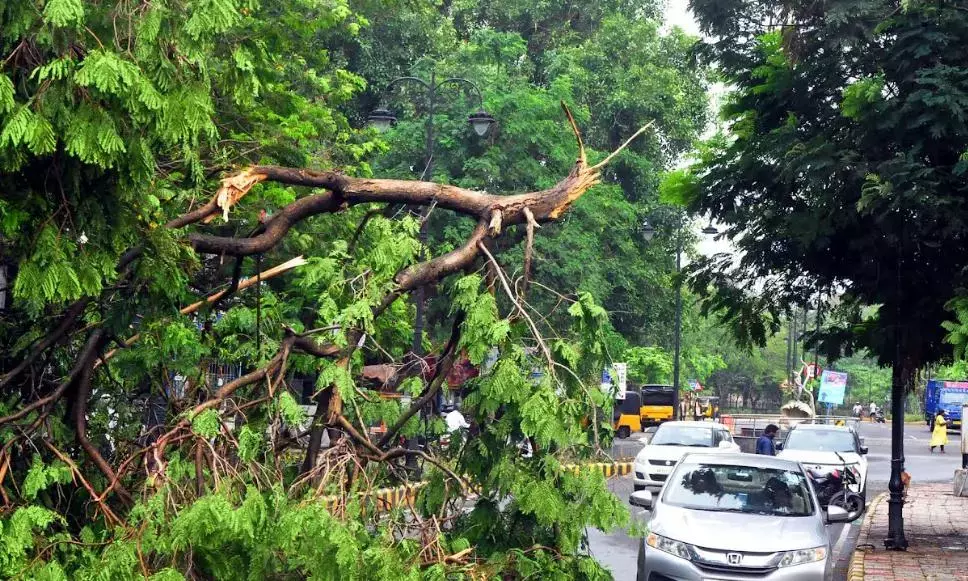 Andhra: तेज़ हवाओं से पेड़ उखड़ गए; कई गाड़ियां कुचल गईं