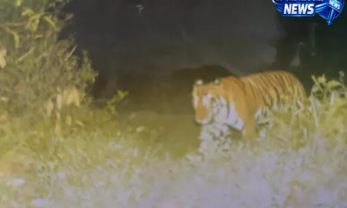 Assam: गैंडे और रॉयल बंगाल टाइगर के दिखने से मेडेला वन क्षेत्र के संरक्षण पर जोर Assam: गैंडे और रॉयल बंगाल टाइगर के दिखने से मेडेला वन क्षेत्र के संरक्षण पर जोर