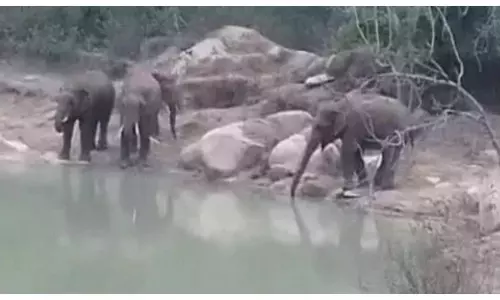 मरवाही में दंतैल हाथियों की दबिश, जंगल से सटे गांवों में अलर्ट मरवाही में दंतैल हाथियों की दबिश, जंगल से सटे गांवों में अलर्ट