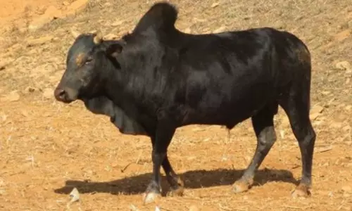 Sikar: सांड के हमले में दो की मौत, इलाके में दहशत Sikar: सांड के हमले में दो की मौत, इलाके में दहशत