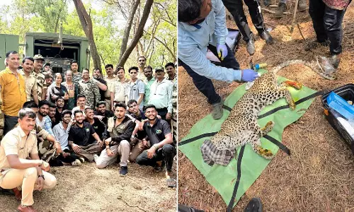 SGNP में बड़ा रेस्क्यू ऑपरेशन, गंभीर रूप से घायल 5 साल के तेंदुए को बचाया गया SGNP में बड़ा रेस्क्यू ऑपरेशन, गंभीर रूप से घायल 5 साल के तेंदुए को बचाया गया