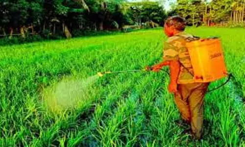 नई खेती में कीटों से परेशान किसानों को राहत, पौधा संरक्षण अधिकारी ने बताए नई खेती में कीटों से परेशान किसानों को राहत, पौधा संरक्षण अधिकारी ने बताए