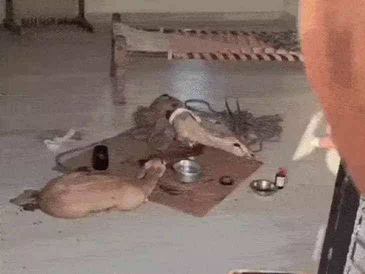 Barmer: कुत्तों के हमले में घायल दो हिरणों को ग्रामीणों ने सुरक्षित किया Barmer: कुत्तों के हमले में घायल दो हिरणों को ग्रामीणों ने सुरक्षित किया