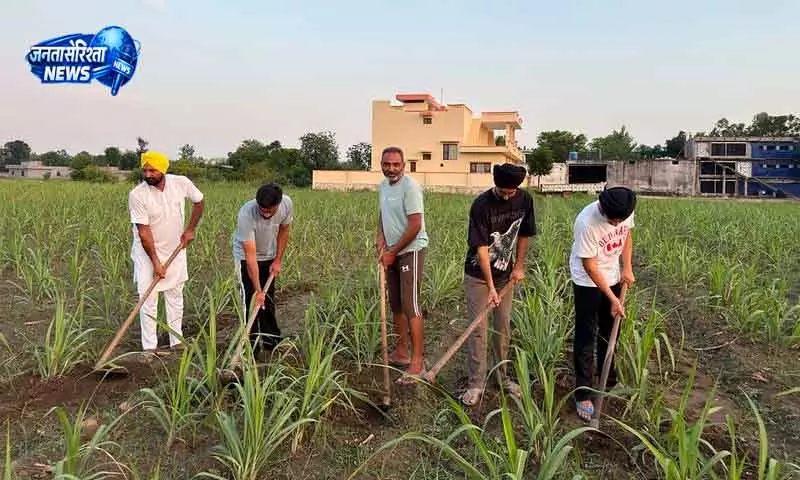 Jalandhar ऑर्गेनिक खेती में तीन पीढ़ियों का योगदान Jalandhar ऑर्गेनिक खेती में तीन पीढ़ियों का योगदान