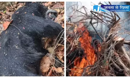 गर्मी से मादा भालू की मौत, जंगल में मिला शव गर्मी से मादा भालू की मौत, जंगल में मिला शव