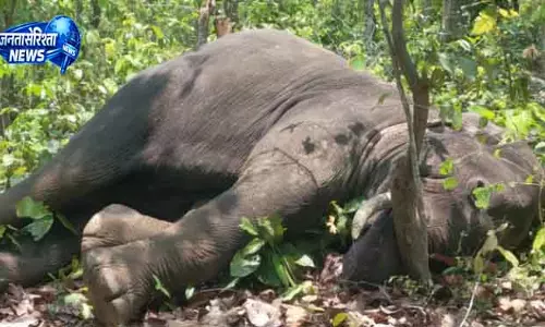 Dhenkanal में हाथी हत्या मामला, तीन गिरफ्तार