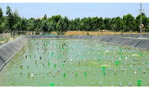 Pearl की खेती किसानों और युवा उद्यमियों के लिए एक नए ग्रामीण व्यावसायिक अवसर के रूप में उभर रही Pearl की खेती किसानों और युवा उद्यमियों के लिए एक नए ग्रामीण व्यावसायिक अवसर के रूप में उभर रही