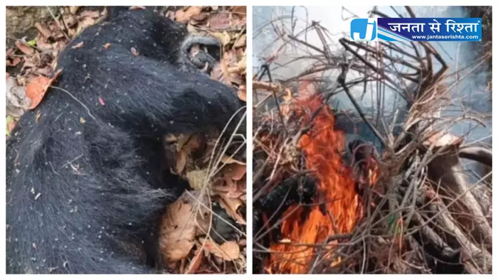 गर्मी से मादा भालू की मौत, जंगल में मिला शव गर्मी से मादा भालू की मौत, जंगल में मिला शव