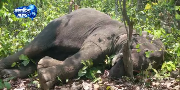 Dhenkanal में हाथी हत्या मामला, तीन गिरफ्तार Dhenkanal में हाथी हत्या मामला, तीन गिरफ्तार