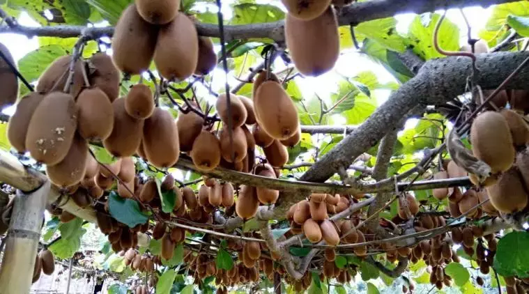 Nagaland में प्रस्तावित कीवीफ्रूट सेंटर ऑफ एक्सीलेंस को बढ़ावा मिला