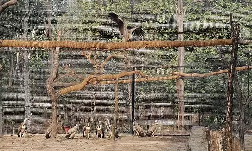 Tadoba-अंधारी टाइगर रिज़र्व का कोर एरिया जुलाई से सितंबर तक बंद