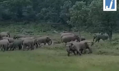 हाथियों के झुंड ने मचाया उत्पात, किसानों की फसल और संपत्ति को भारी नुकसान हाथियों के झुंड ने मचाया उत्पात, किसानों की फसल और संपत्ति को भारी नुकसान