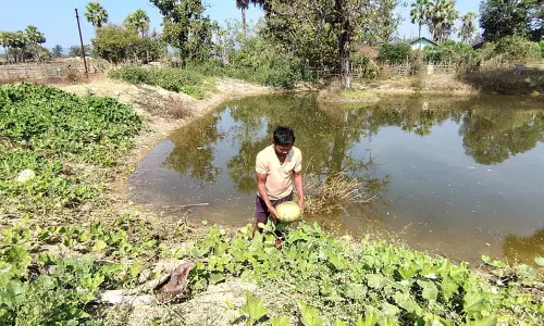 डबरी से समृद्धि : मत्स्य पालन और सब्जी उत्पादन से आत्मनिर्भर बने किसान वासम अब्बैया