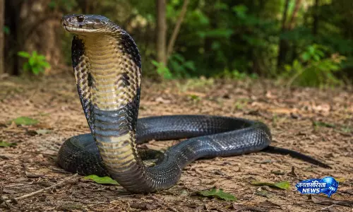 Ganjam के स्कूल से 12 फुट का किंग कोबरा बचाया गया, जंगल में छोड़ा गया