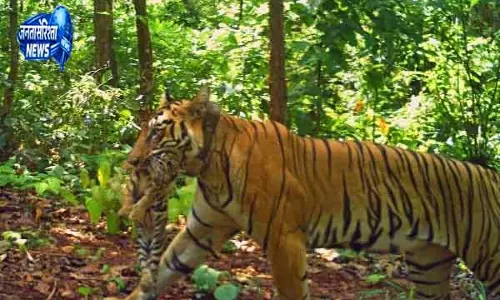 Odisha के Simlipal में बाघिन जीनत ने चार शावकों को जन्म दिया