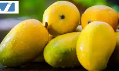 गर्मियों में आम का जलवा, लोग पेड़ से सीधे आम तोड़ रहे
