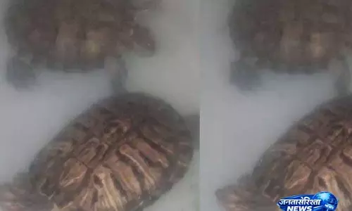 Bhubaneswar में दिखा दुर्लभ कछुआ, आश्रम के लोगों ने वन विभाग से बचाव की मांग की