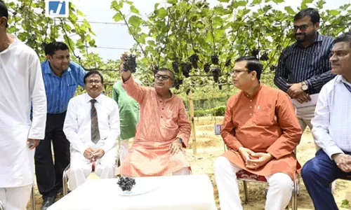 त्रिपुरा में अंगूर क्रांति की तैयारी, पहली बार मीठे अंगूर की सफल खेती