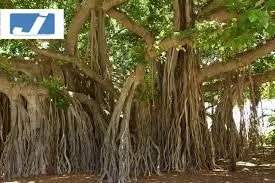 बरगद का पेड़: आस्था, स्थिरता और दीर्घायु का प्रतीक बरगद का पेड़: आस्था, स्थिरता और दीर्घायु का प्रतीक