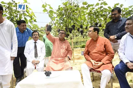 त्रिपुरा में अंगूर क्रांति की तैयारी, पहली बार मीठे अंगूर की सफल खेती त्रिपुरा में अंगूर क्रांति की तैयारी, पहली बार मीठे अंगूर की सफल खेती