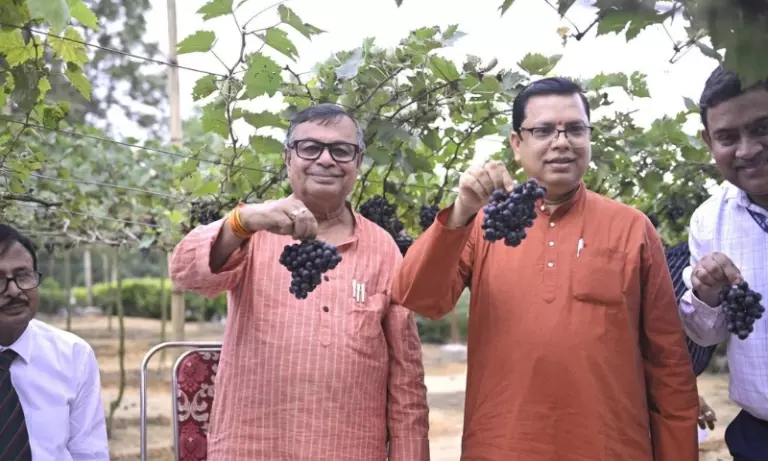 Tripura में अंगूर खेती को बढ़ावा, 18 नई किस्मों के ट्रायल की तैयारी