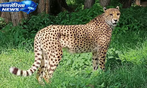 Kuno में घायल मिली मादा चीता, चीता प्रोजेक्ट को झटका