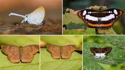 अध्ययन में खुलासा: शहरी फैलाव से गुवाहाटी की तितली विविधता पर मंडरा रहा खतरा