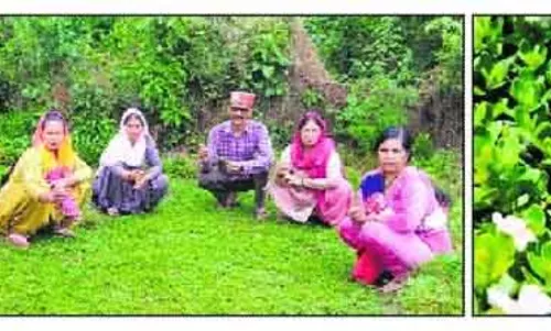 Kangra में ब्राह्मी खेती से महिलाओं को लाभ