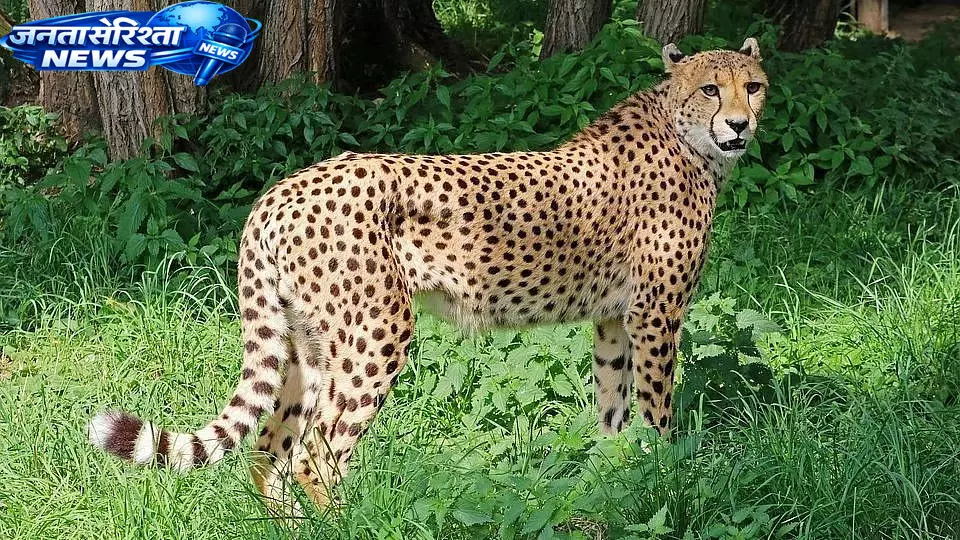Kuno में घायल मिली मादा चीता, चीता प्रोजेक्ट को झटका Kuno में घायल मिली मादा चीता, चीता प्रोजेक्ट को झटका