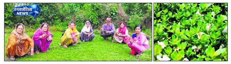 Kangra में ब्राह्मी खेती से महिलाओं को लाभ Kangra में ब्राह्मी खेती से महिलाओं को लाभ