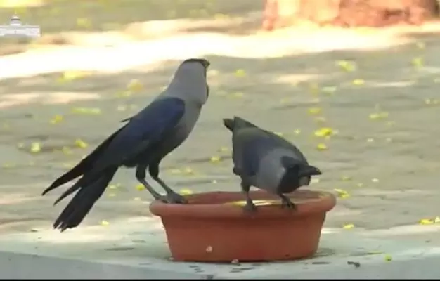 New Delhi: अमृत उद्यान में जलपात्रों से पक्षियों को राहत का राष्ट्रपति ने किया जिक्र New Delhi: अमृत उद्यान में जलपात्रों से पक्षियों को राहत का राष्ट्रपति ने किया जिक्र