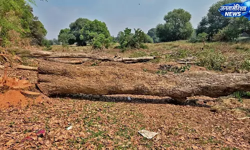 नेशनल शुगर इंस्टीट्यूट में पेड़ों की अवैध कटाई, डायरेक्टर समेत पांच के खिलाफ FIR दर्ज